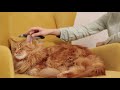 Copyright Free No Copyright Stock Footage Royalty Free Animal Videos For Youtube Cat