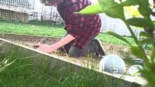 It's Summertime - The Flaming Lips