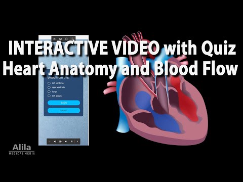 Cardiovascular System Overview Animation