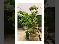 Mere Mehboob Violin Cover Nature Awesome Weather Real Nature Full Screen Status