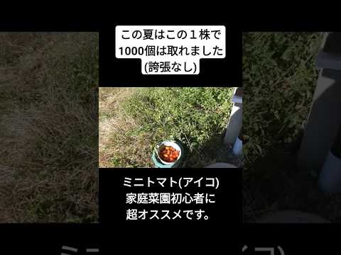 綺麗なトマトを作るにはどうしたらいいでしょうか？菜園で豊かな収穫を得るためのおばあちゃんの5つの秘密!  庭園