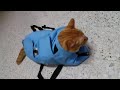 Видео о товаре Buster Vet Examination bag, Сумка для обследования животных / Kruuse (Дания)