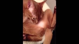 Amber neurotic cleaning