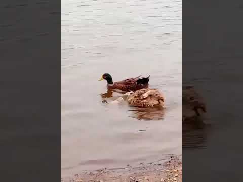 Patos en Embalse Boca del Río, Las Tapias, Traslasierras, Córdoba 🇦🇷#patos#lastapiastraslasierras