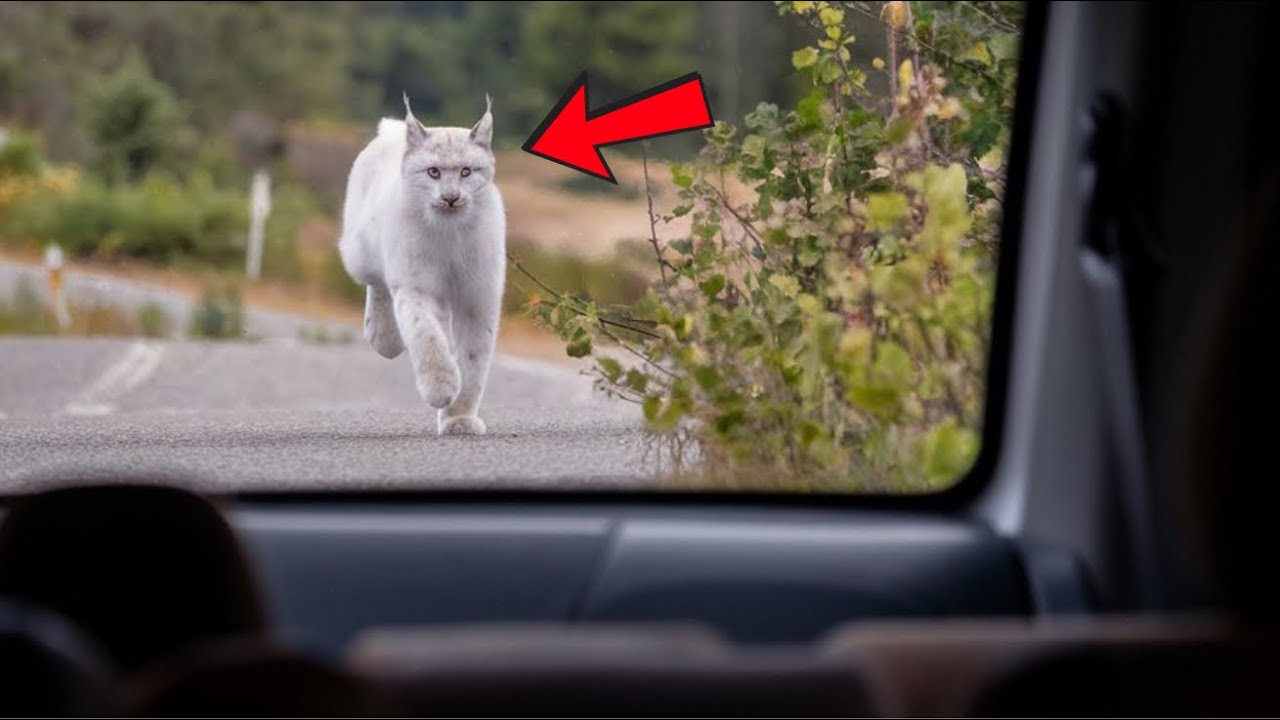 Lynx Won't Stop Chasing Car - When Driver Realizes Why, He Follows It!