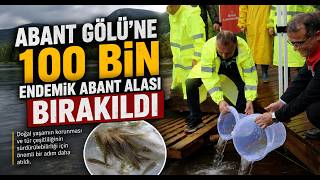Abant Gölü’ne 100 Bin Endemik Abant Alası Bırakıldı