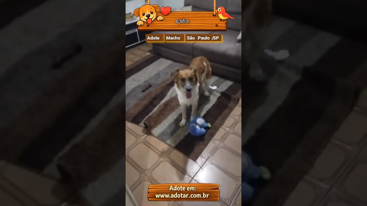 Cachorro raça SRD-ViraLata idade 4 anos nome spike