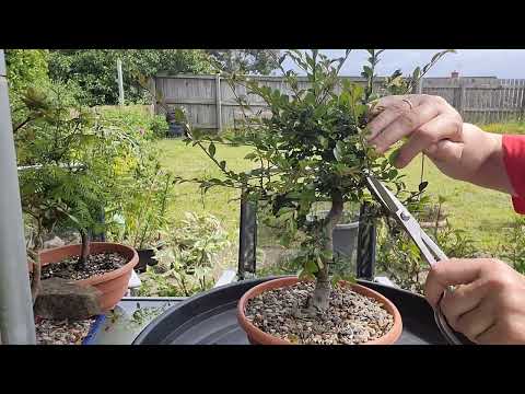 late spring prune for my chinese Elm, Bonsai Gurl (June 2022)