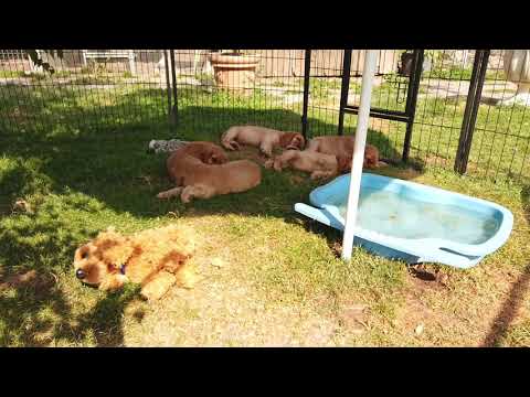 Die jüngsten Levanas M Wurf Welpen von  Talina & Fleming