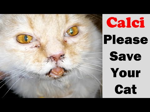 Outbreak - CalciVirus in cats || Sudden death || Vet Furqan Younas