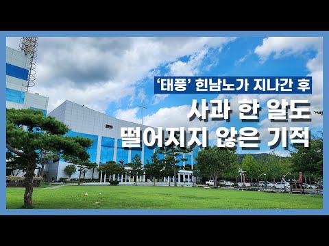[세계로교회] 태풍 '힌남노'가 지나간 후, 사과 한 알 떨어지지 않은 기적
