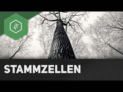 Stem cells - How does a human being develop?