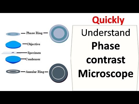 Phase contrast microscope