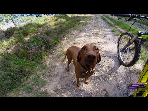 GoPro: Amber the Downhill Dog