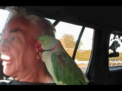 Dexter on a road trip