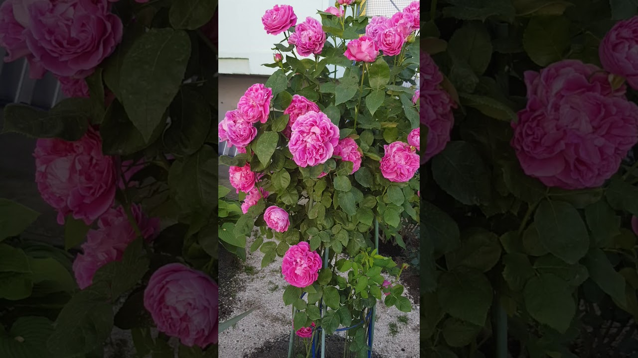 Сорт розы Поль Нейрон,старинный сорт