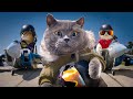Top Gun with Cats