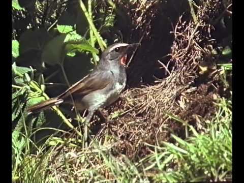 Realms of the Russian Bear 2: The Celestial Mountains
