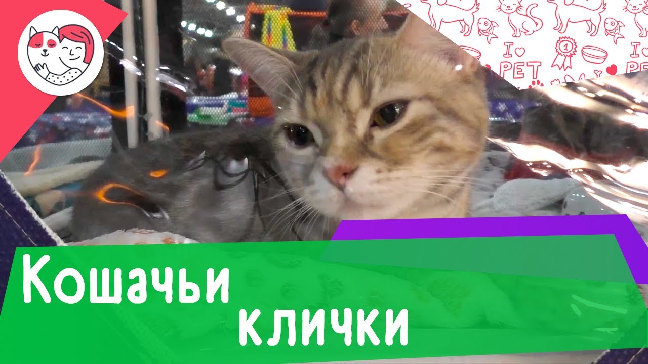 4 типа самых популярных кошачьих кличек