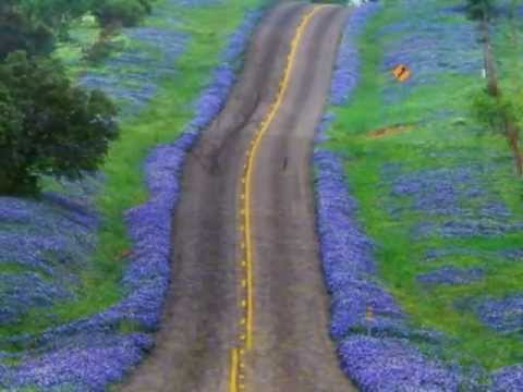 Tên em Bluebonnet Sheet - Vy Thảo