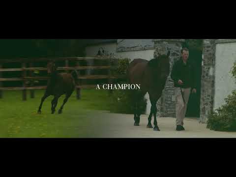 SEA THE STARS - sire of over 100 Stakes winners