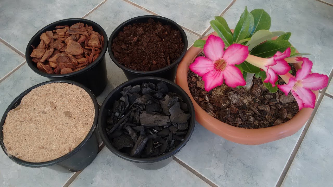 Substrato Para Rosa Do Deserto: Como Fazer.