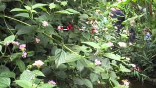 John Denver Catch Another Butterfly