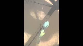 Louva deus depositando ooteca