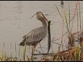 Heron Eats Huge Siren Salamander