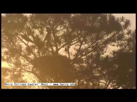 Berry College Eagles - B3's Fledge! First Flight! 5/22/2014