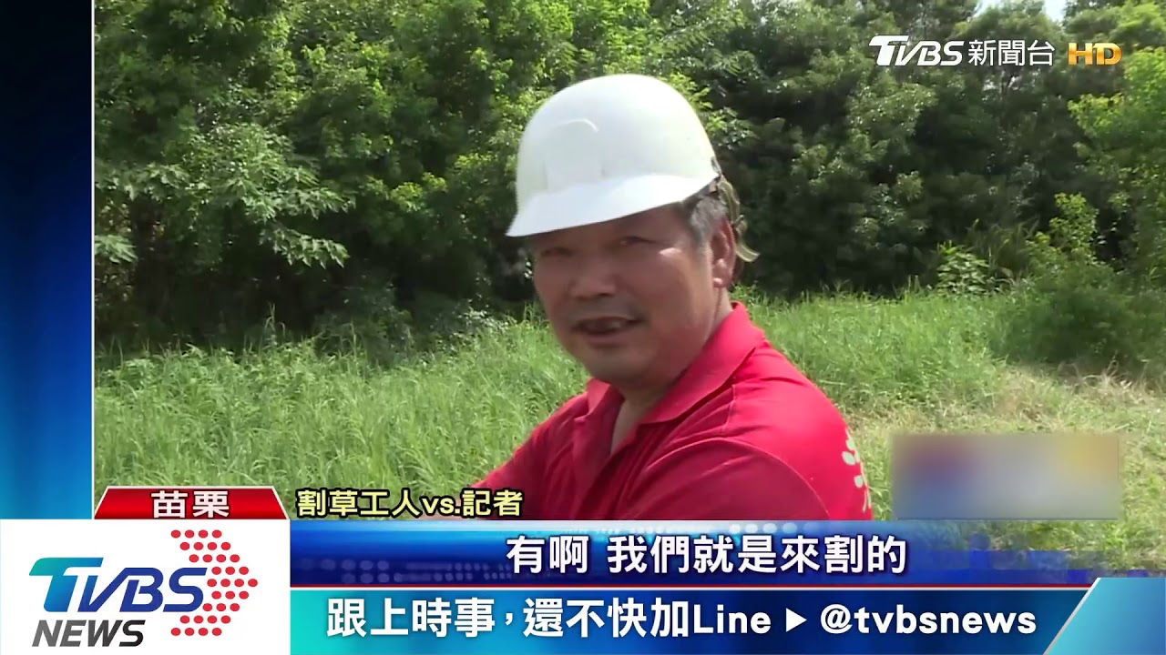 大埔公園草叢生 椅子、造景被草淹沒