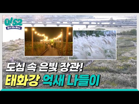 [생방송0!52] 도심 속 은빛 장관! 태화강 억새 나들이
