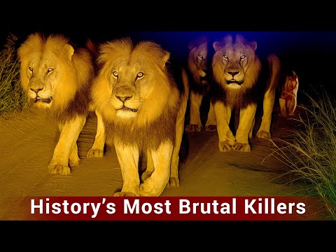 The Mapogo Lion's Story | The Rise & Fall of the World Famous Lion Coalition