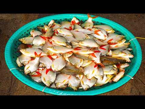 Morning Fish Market At 7:00 AM, Prek Phnov Along National Road No. 5 Ep.2