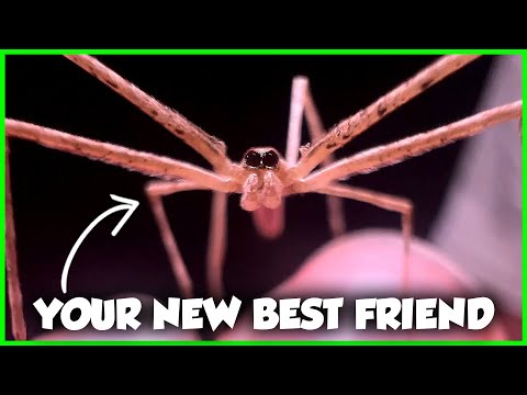 This Spider Will CURE Your Arachnophobia - The Ogre-Faced Spider