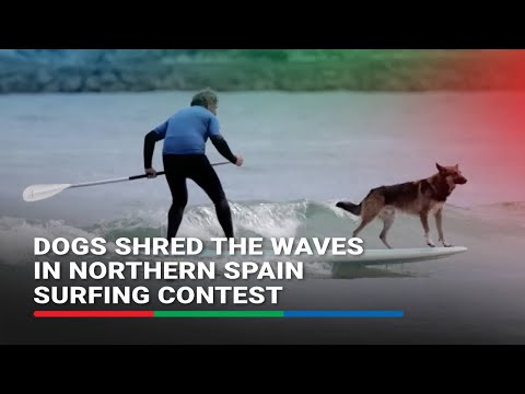 Dogs shred the waves in northern Spain surfing contest ABS-CBN News