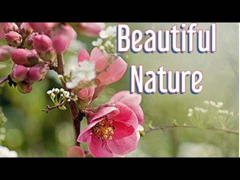 Nature'sbeauty /Beautiful Nature/Nature attraction/ Sayeeda qadri