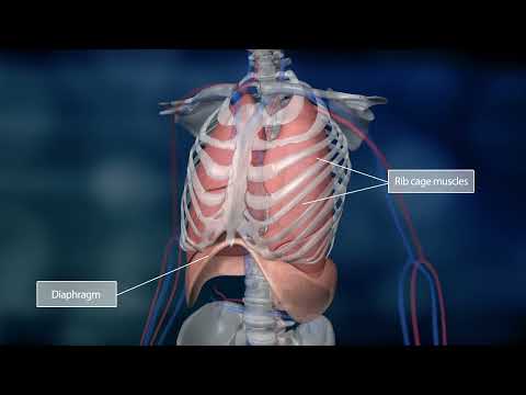 Science of Us | The Lungs and the Pulmonary Circuit | Bayer