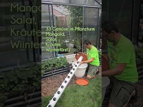 Bestückung von Gemüse für Herbst. 33 Pflanzen finden ein zu Hause. Mehr Infos im Kommentar ☘️