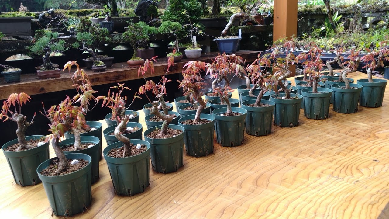 2021年実生イロハモミジ【施肥・化成肥料】  ♯720