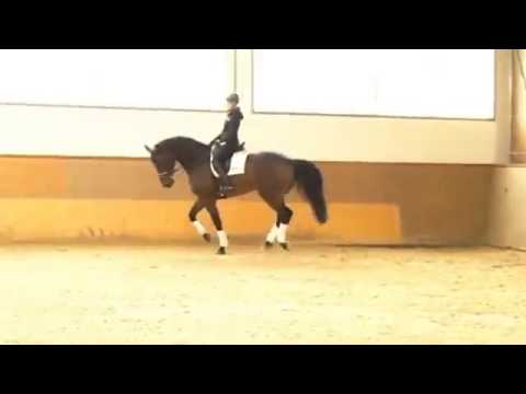 11 Years old Holsteiner by Castellini