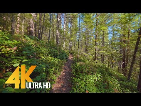 4K Nature Walk Relax Video | 1 Hour Virtual Forest Hike - Cedar Butte Trail
