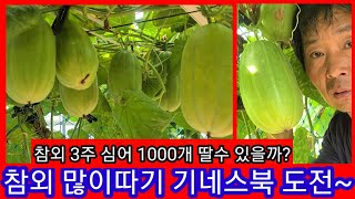 참외 다수확 국내최고를 넘어 기네스북 도전~  참외재배방법,순치기,순지르기,적심,밑거름,영양제,솔림농원주마농…