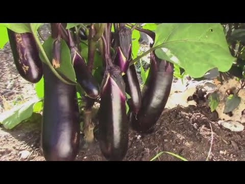 Harvesting Mitoyo Rosita Ping Tung and Little Fingers Eggplants