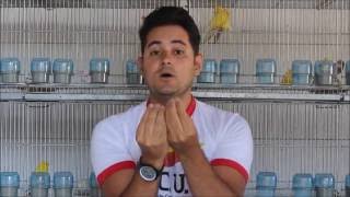 Samuel Valentim - O casal precisa "namorar" antes da reprodução? E se brigarem?