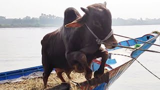 Download Lagu cow unloading, cow videos, cow video, big cow, goru hamba cow Thumbnail