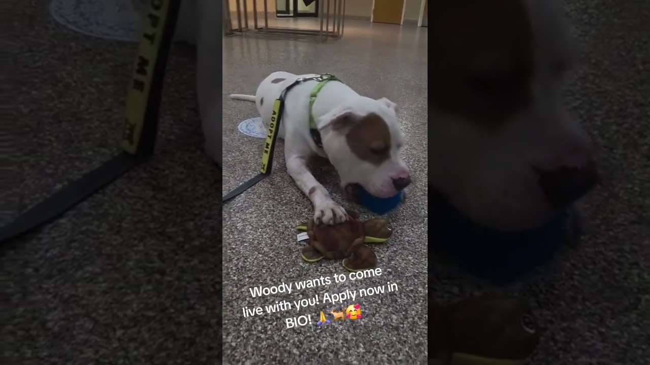 Enlarge Woody, a Adoptable mixed breed in Tomball, TX video 6/6