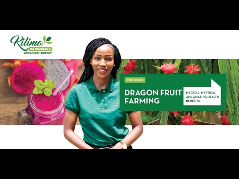 , title : 'Focus on Dragon Fruit Farming | Kilimo na Biashara'