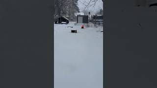 Video preview image #1 Staffordshire Bull Terrier-Unknown Mix Puppy For Sale in Shermans Dale, PA, USA