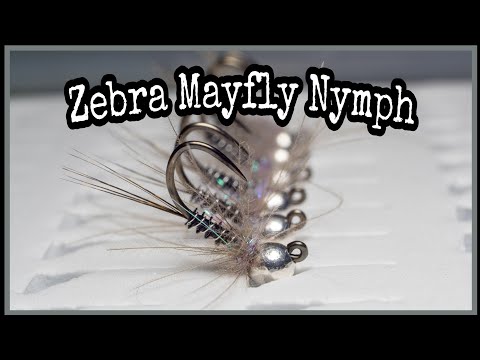 Zebra Mayfly Nymph